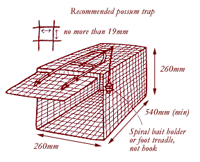 possum in trap